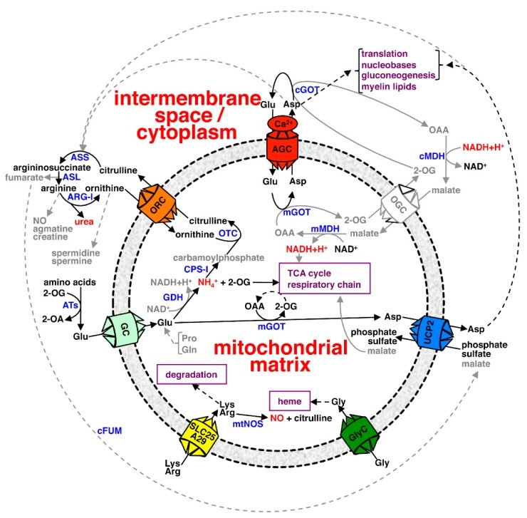 精氨酸和氨基酸有什么区别,碱性氨基酸由什么组成