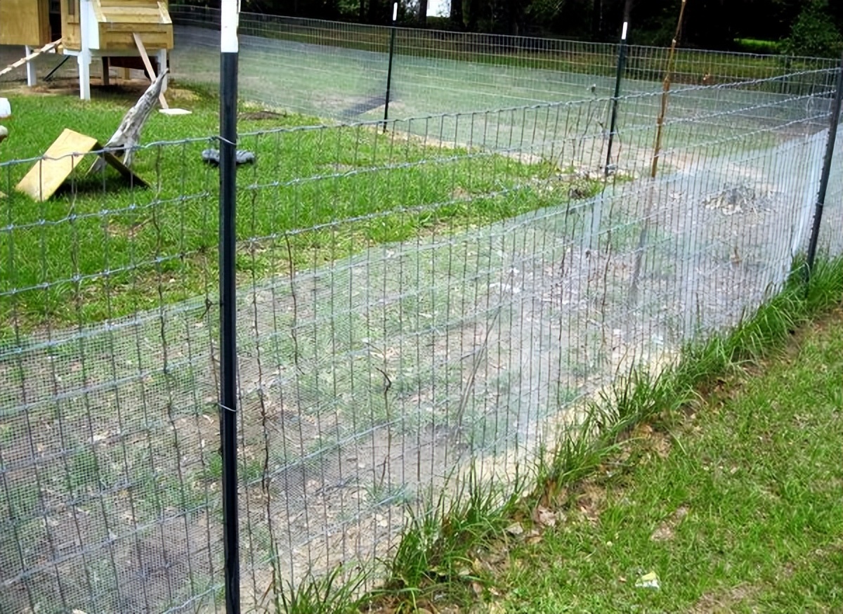 国外小伙发现蛇窝并挖出大量蛇,澳大利亚发现大量巨蛇