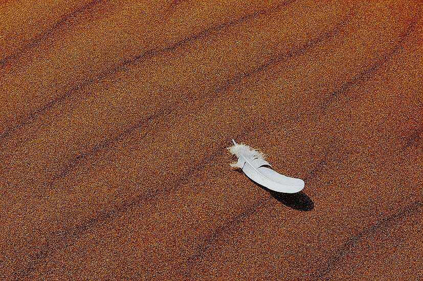 《说文解字》第692课：成语“羽翮飞肉”的“翮”是什么意思？