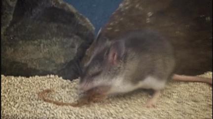 世界最毒的十种蝎,世界上最强的毒蝎排名