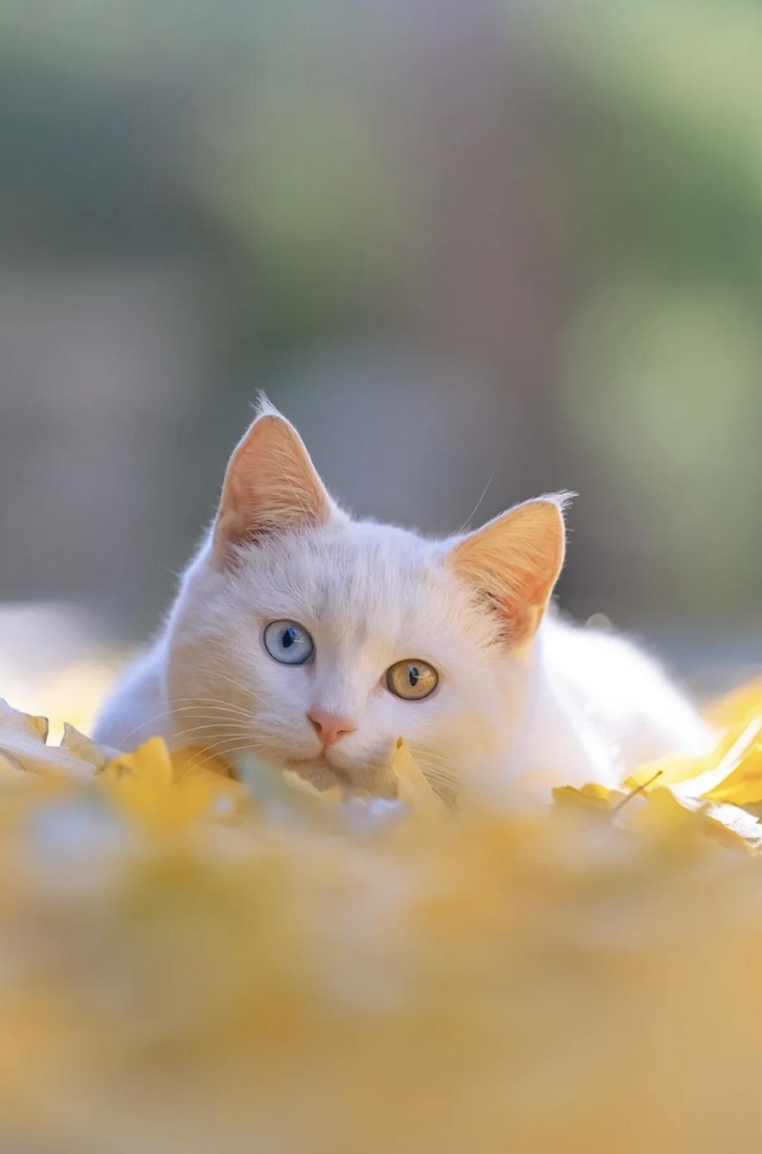 治愈系壁纸｜132张可爱小猫咪的样子