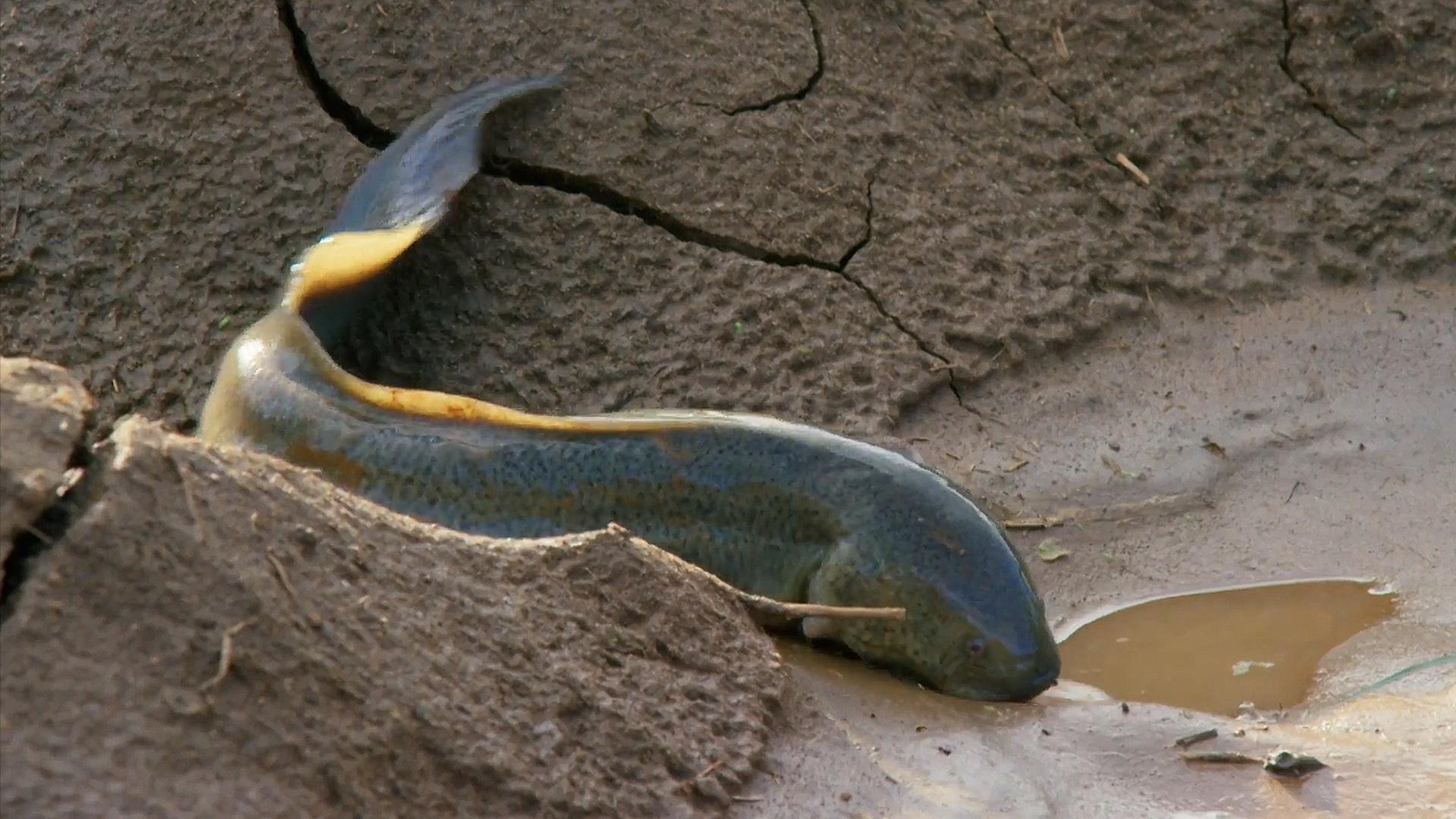 灭绝史前鱼类被发现,史前第一次生物灭绝