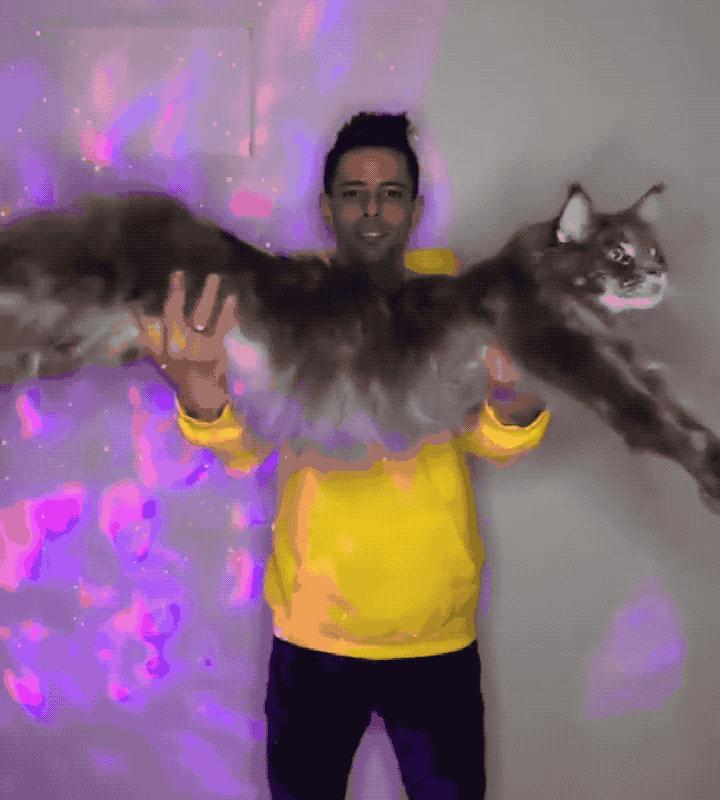 英短蓝白猫寿命一般多少年,这几种猫很乖巧适合家养