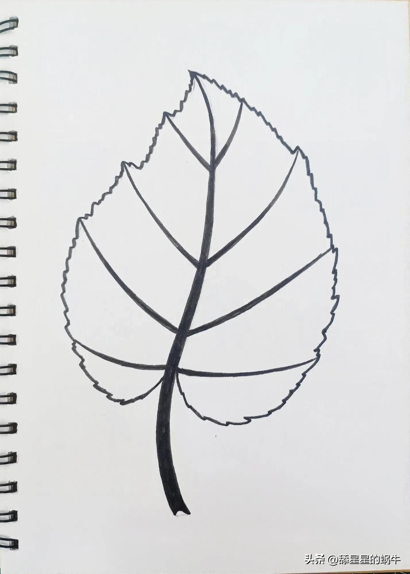 树叶黑白线描画简单花纹,点线面的树叶创意线描