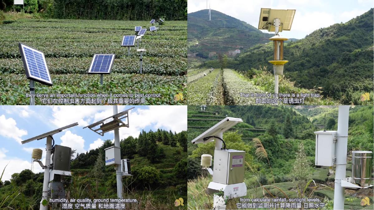 不愧是八马！吸引澳大利亚博主探访，铁观音火到海外去了