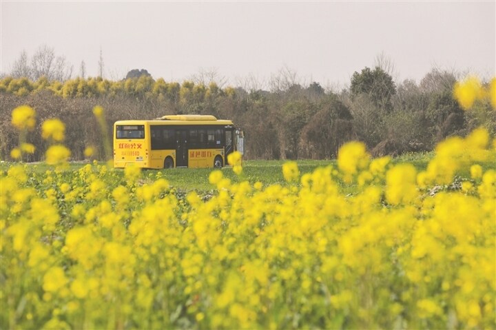 3月成都近郊赏花双流,双流赏花免费地点三月份