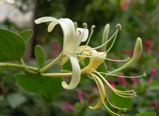 中药里的人体器官,忍冬中药功效