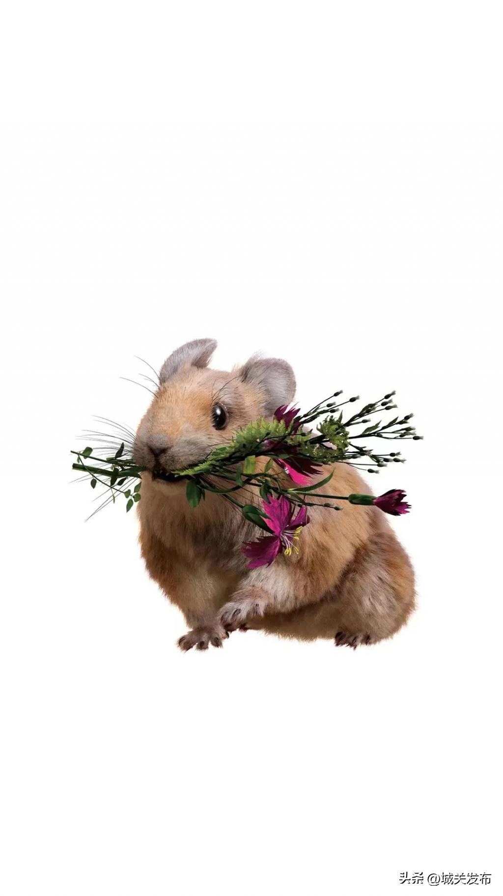 原来，你是这样的兔兔！