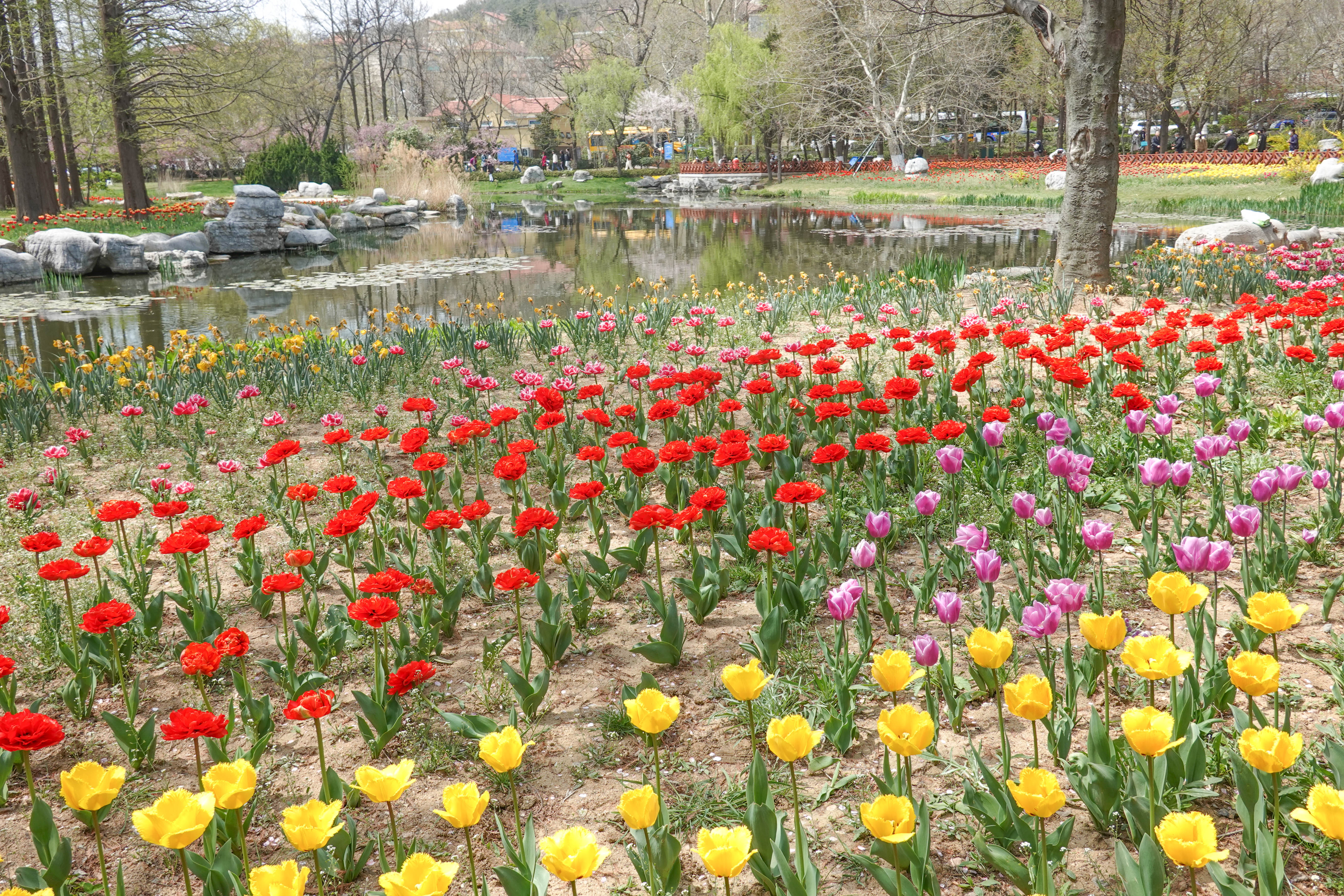 青岛中山公园赏花,青岛中山公园郁金香花海唯美浪漫
