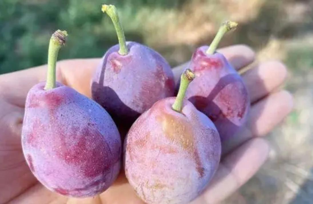 帮助润肠通便的食物西梅,媲美西梅通便效果的水果