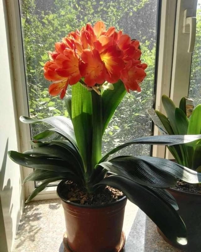 摆在家里最旺的十种花,什么花摆放卧室好养又好看