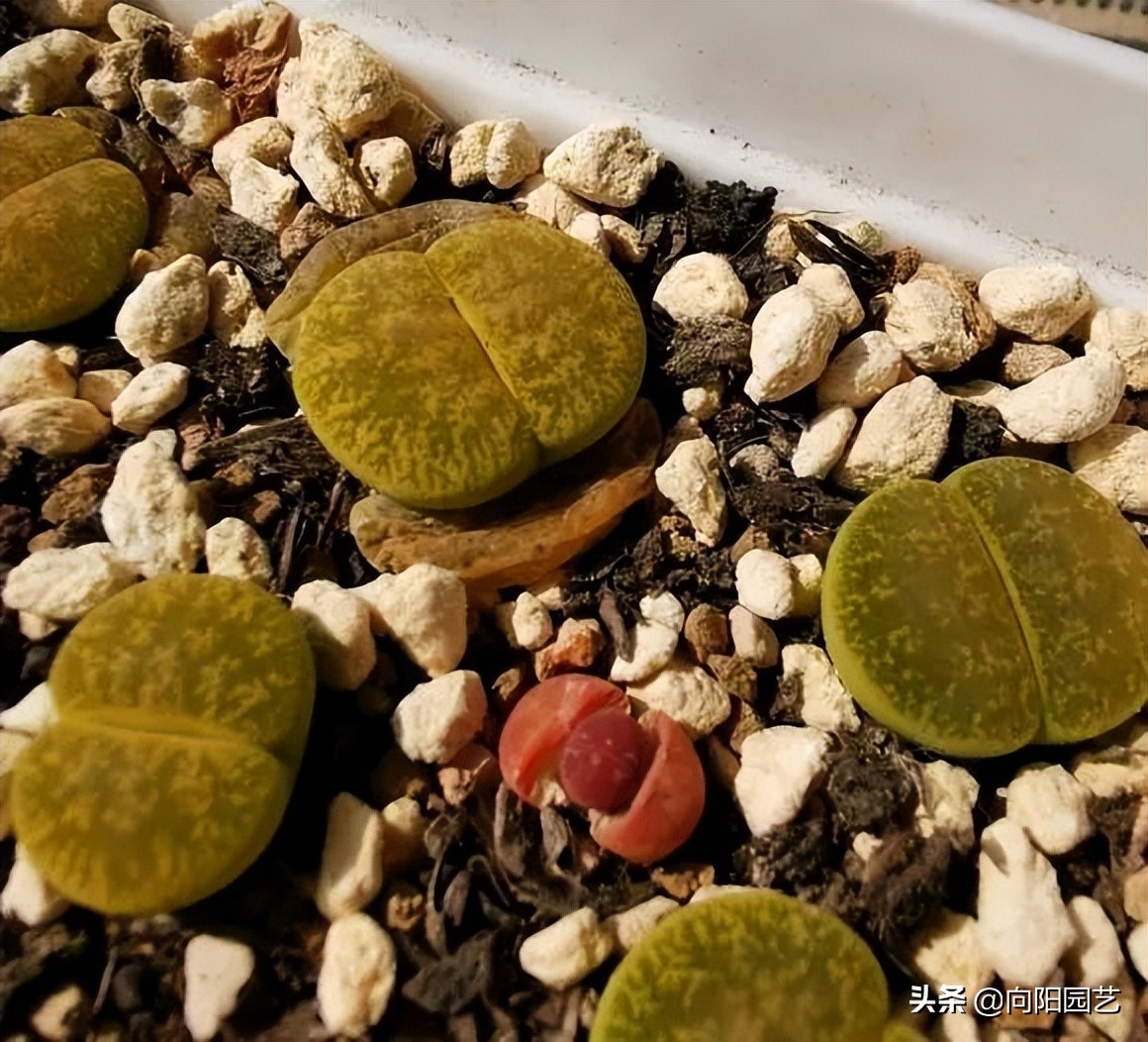 生石花蜕皮,生石花浇完水还是蔫怎么办