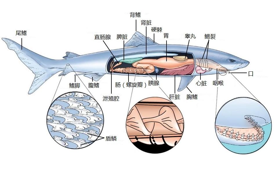 海洋动物如何适应海洋生活,海洋动物为什么能适应海水