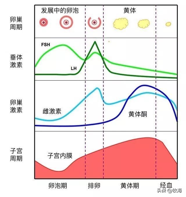 为什么动物都会定期发情，人类女性却要隐藏“发情期”？