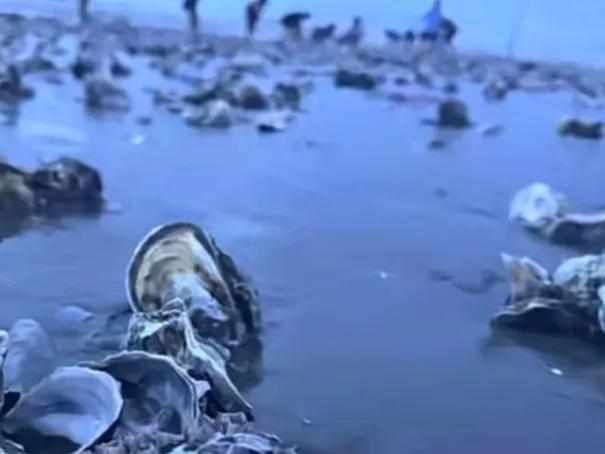 台风来了东海银鲳鱼,台风后的沙滩遍地海鲜