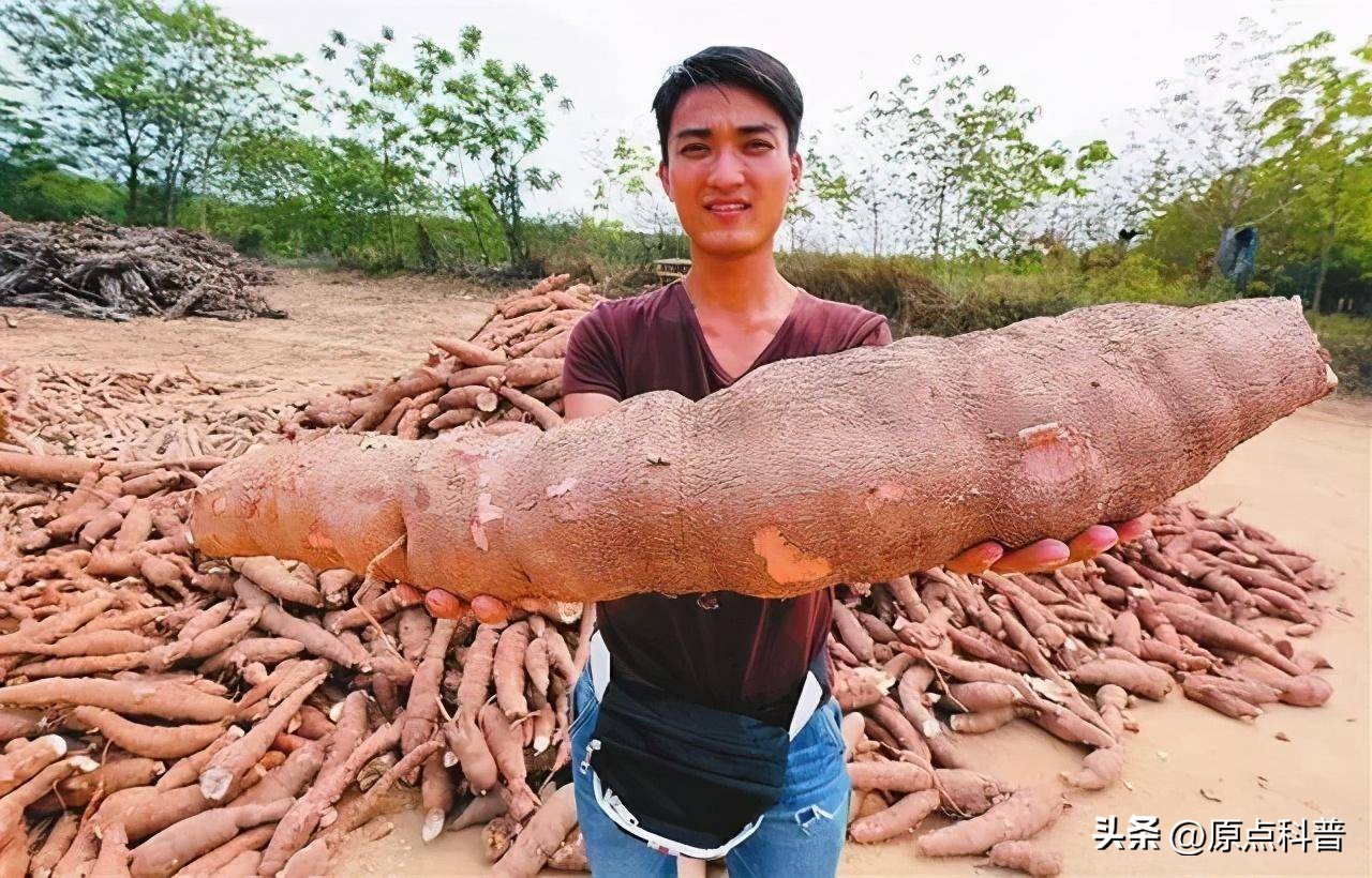 生豆角吃了会中毒吗,生豆角生吃多少就会中毒