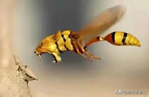 虎头蜂泛滥,欧洲虎头蜂