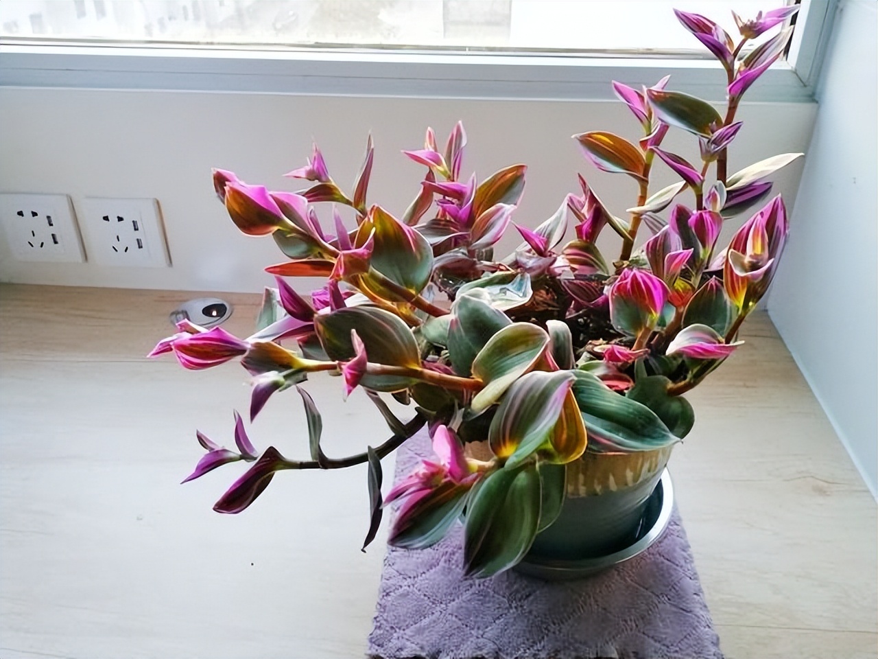 4种植物“以叶为美,流年似花”,叶子比花美,一年四季绽放