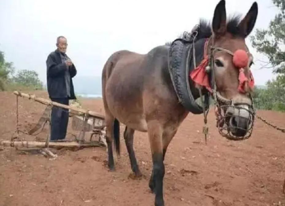 马和牛能够杂交吗,公马和母牛算杂交育种吗
