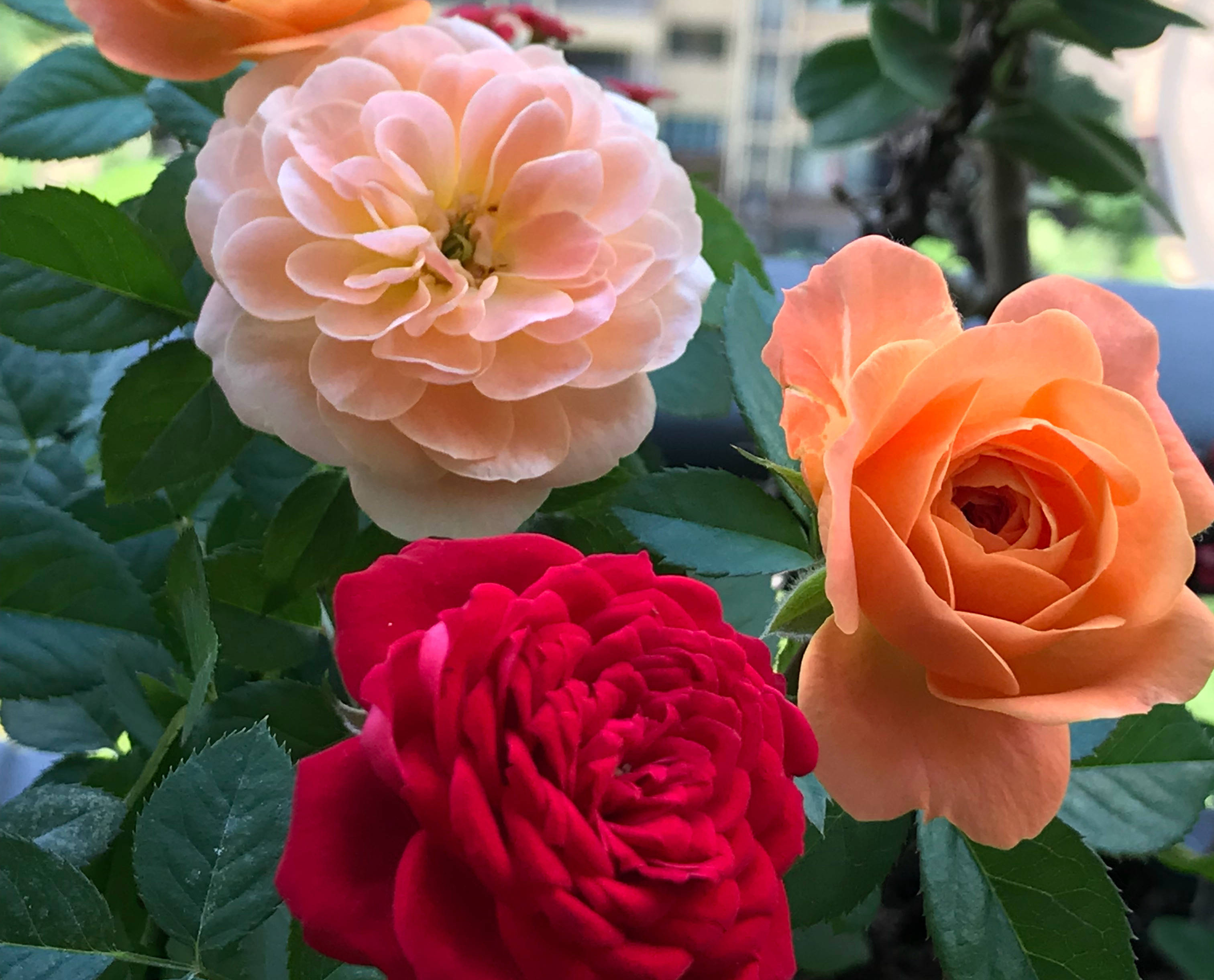 怀孕后卧室里不可以养绿植,哪些花草孕妇不能养在家里面