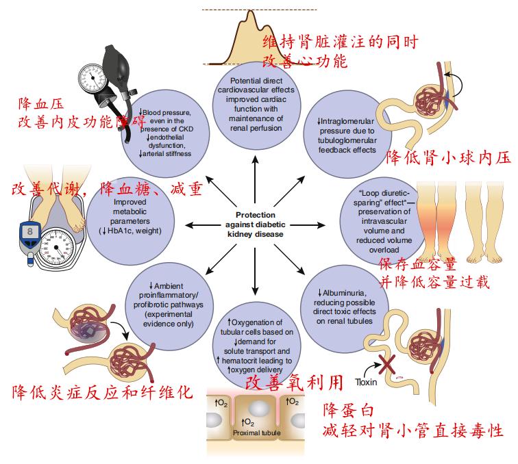 尿毒症有望在几年内攻克,延缓尿毒症需要一直吃药吗