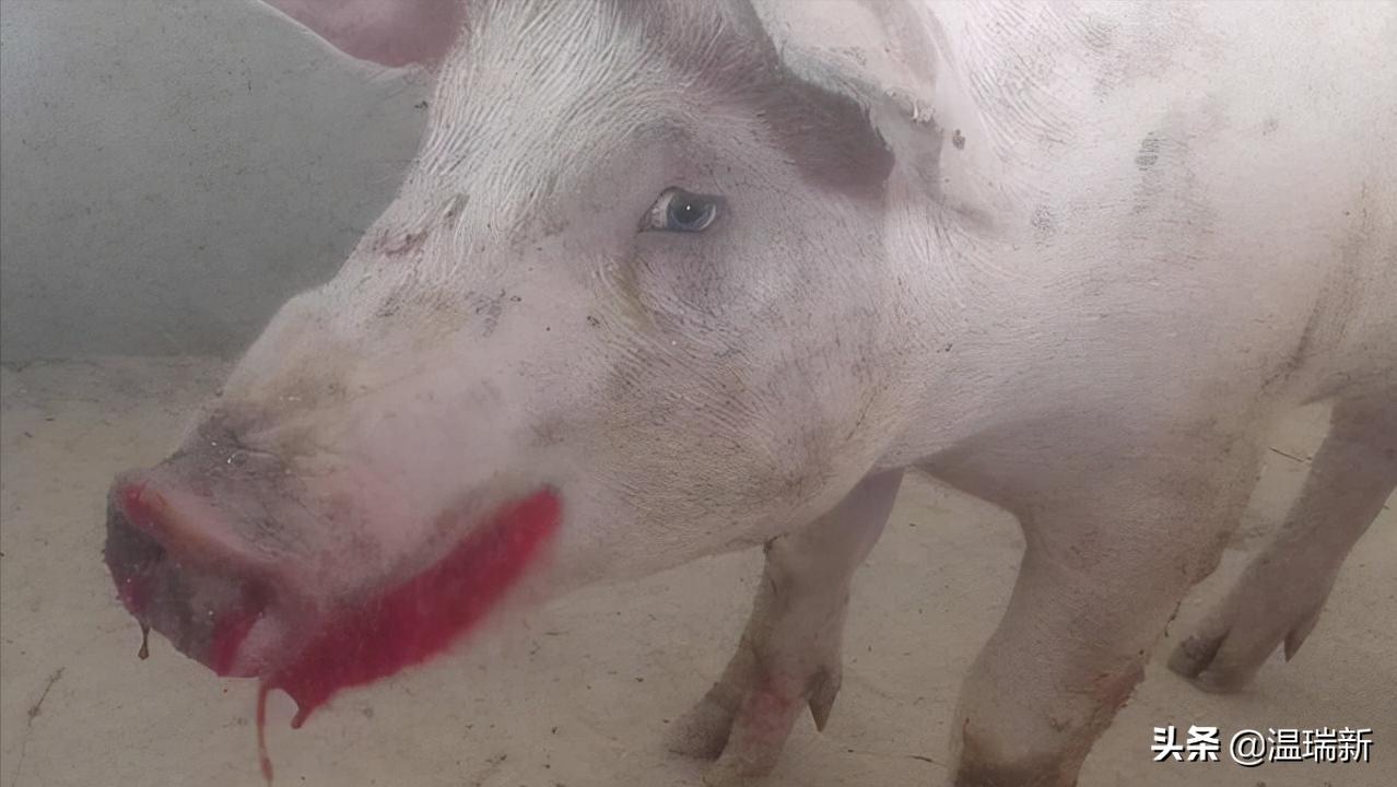 传染性胸膜肺炎猪的肺,猪支原体肺炎与猪肺疫区别