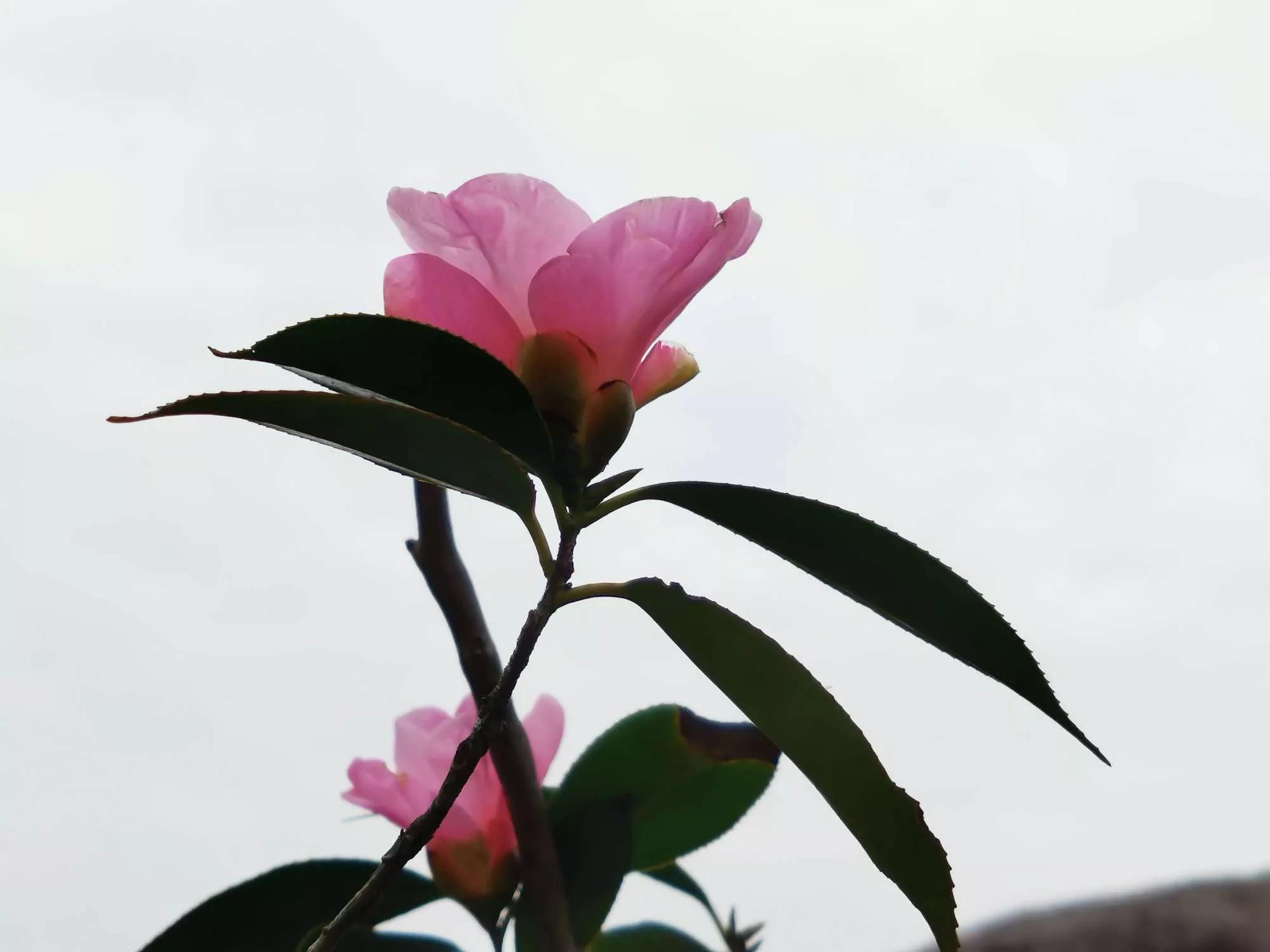 认识各种花的寓意,认识各种花的名称