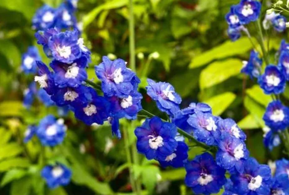 推荐几种颜值高又好养的室内花卉,8种容易开花又好养的庭院花卉