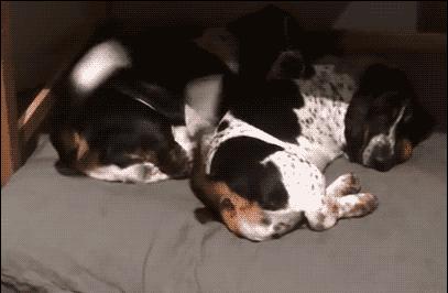 狗狗出现这7个征兆,狗狗救命的七大征兆