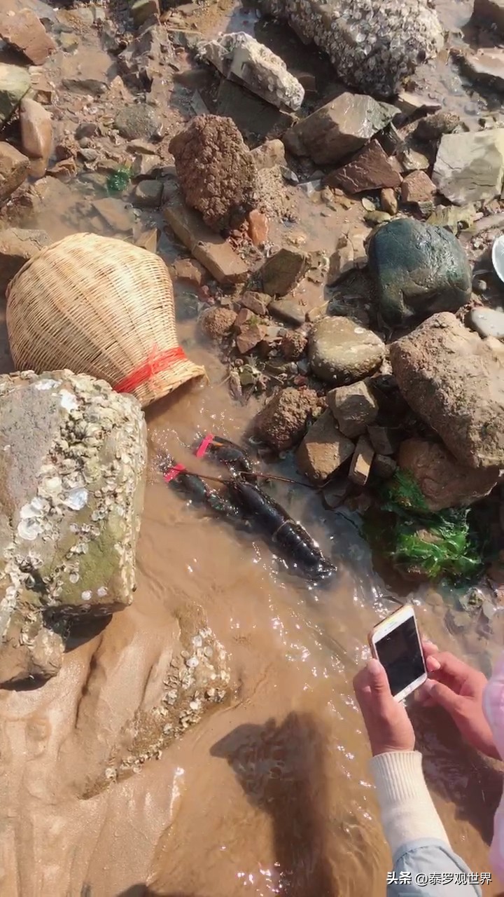 一天挖2000斤海肠？狂赚十几万？无视劝阻赶海，有人因此死亡