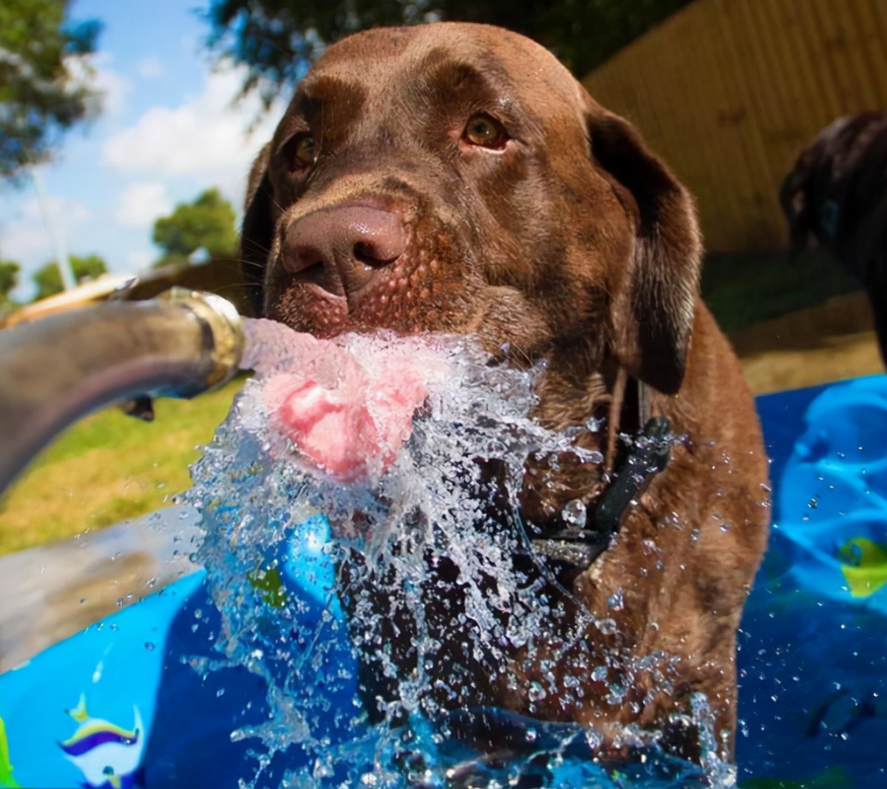 狗狗的哪几种行为最让铲屎官烦恼,狗狗最想让铲屎官知道的八件事