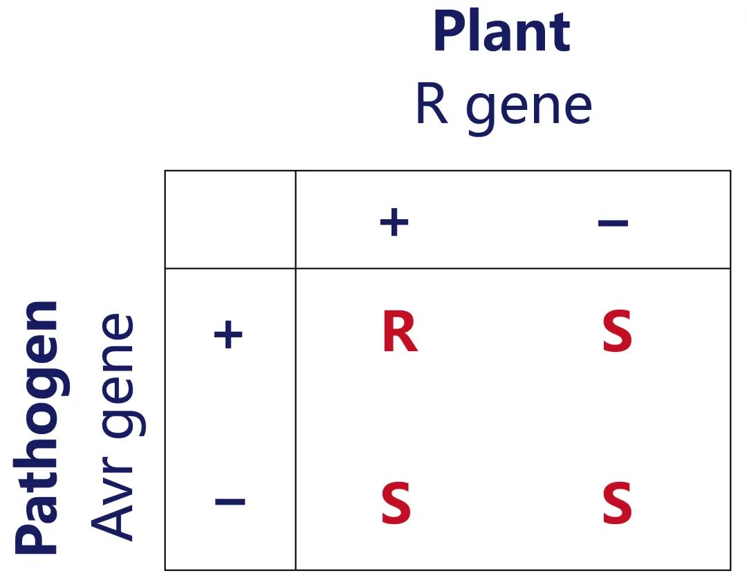 植物免疫系统的“御敌”机制
