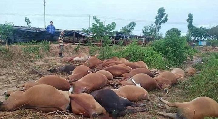 新郎摄婚纱照被雷击身亡,新郎拍婚纱照遭雷击去世