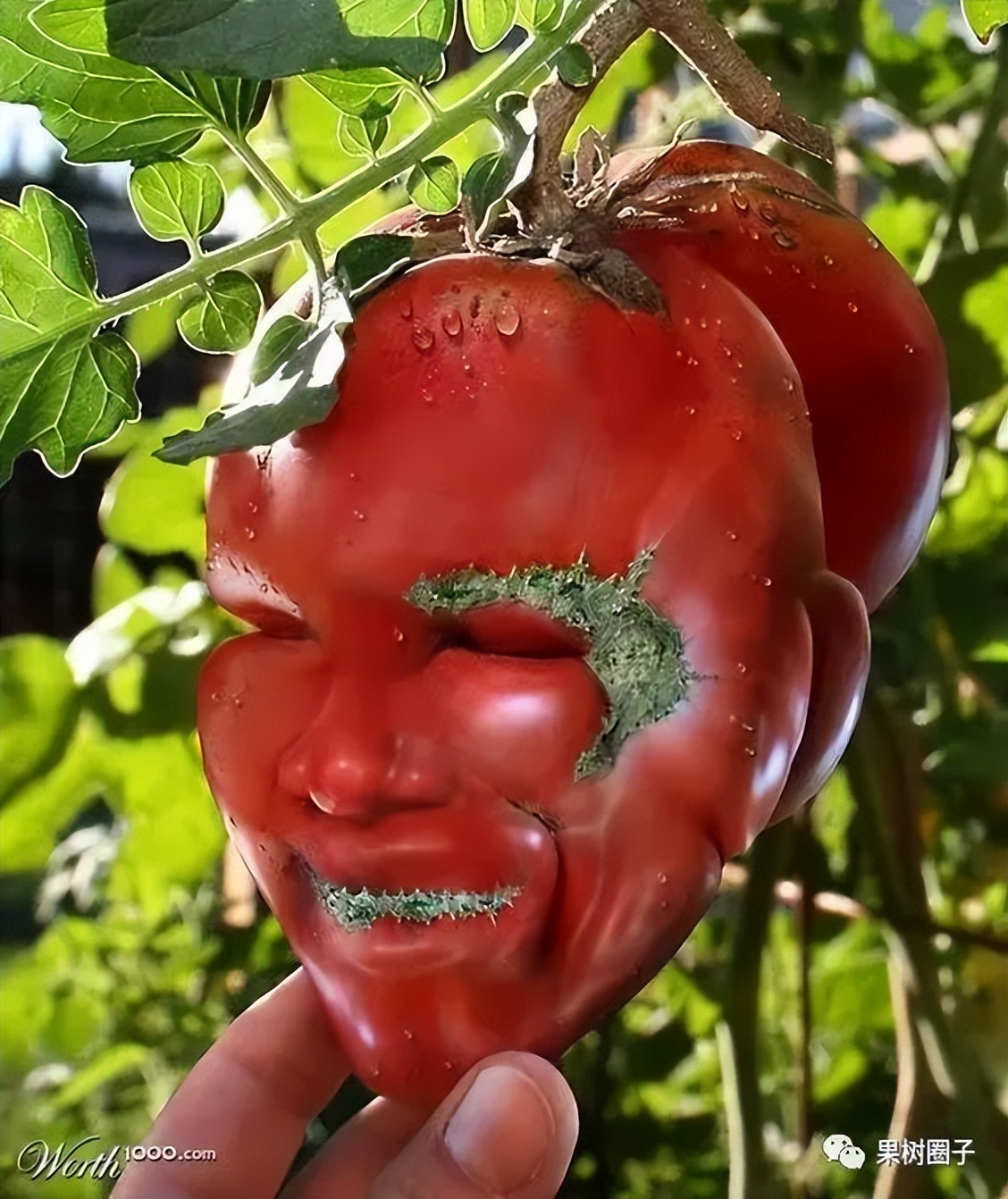 2024年的水果批发市场预测,关于水果市场的前景分析