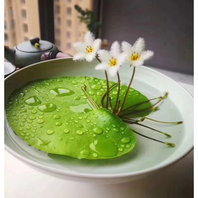 家庭客厅养什么花好看又旺财,客厅最吉祥的三种花