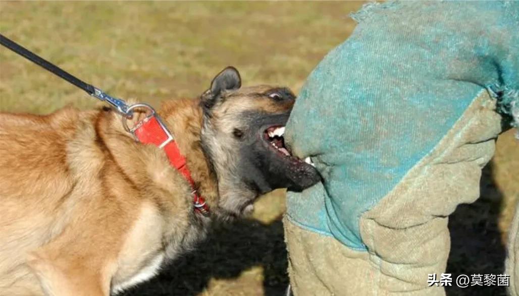 狗最怕什么恶犬,狗狗遇到恶犬怎么自救