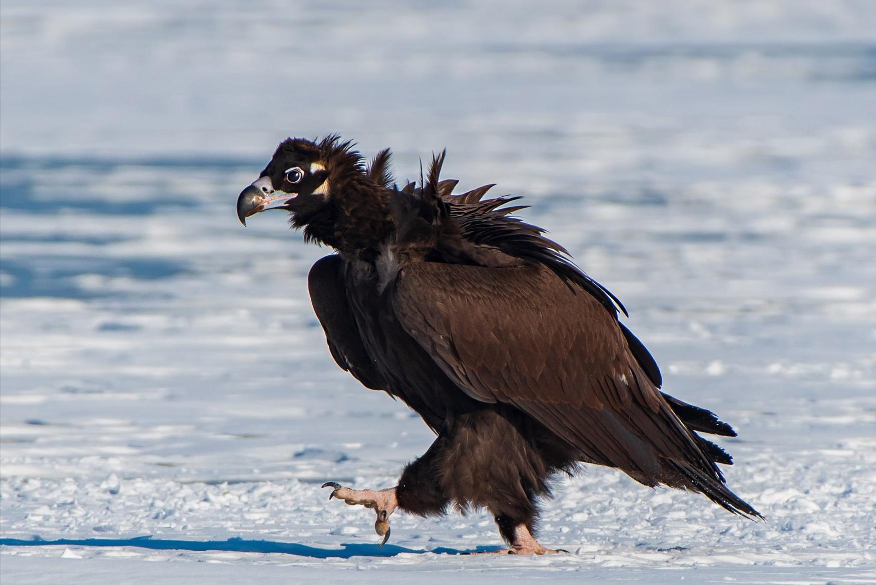 河北出现大鸟喜鹊追随,河北上空惊现大鸟原视频