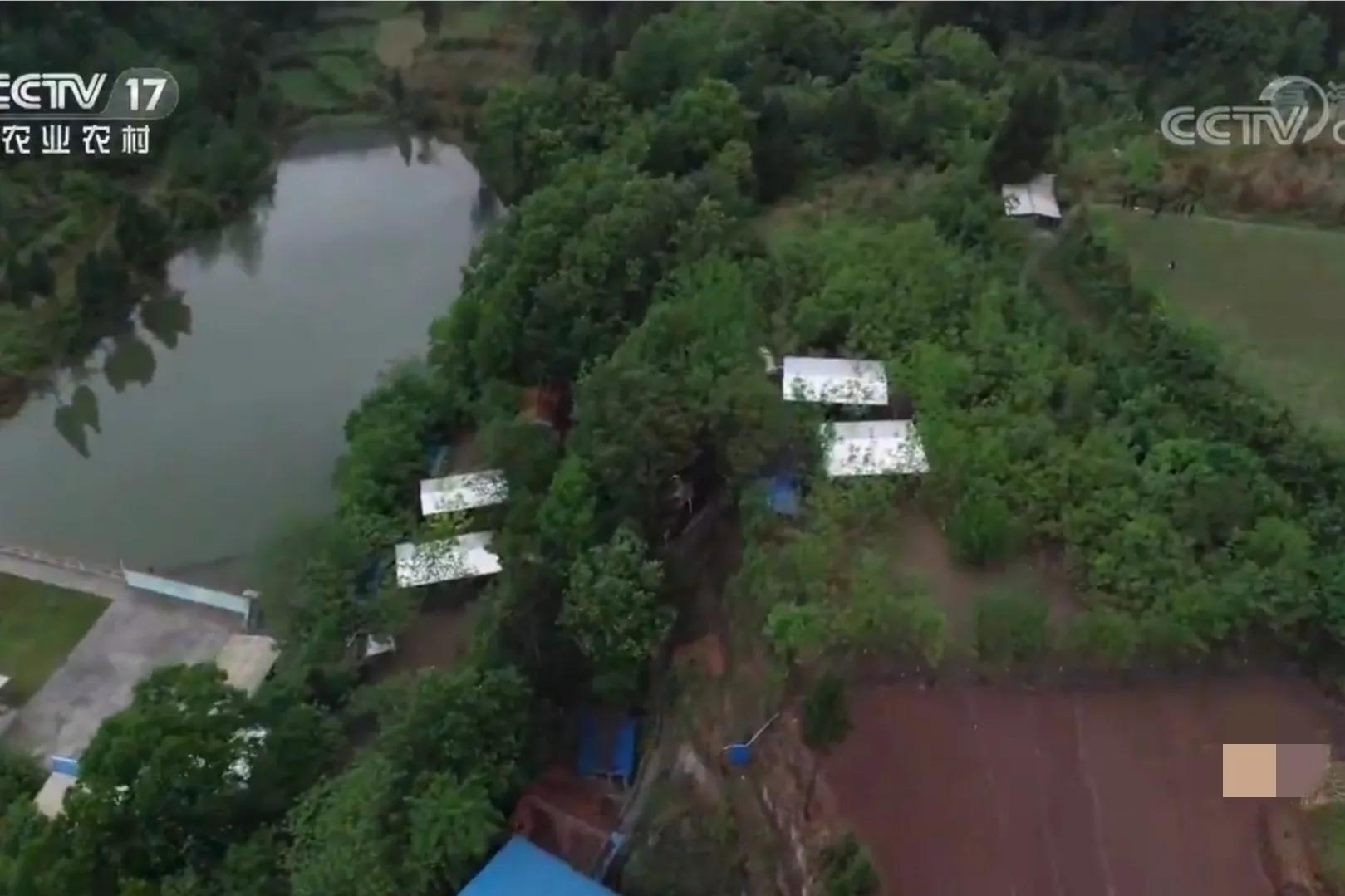 男子承包千亩荒山只为养十只鸡,男子承包荒山养鸡