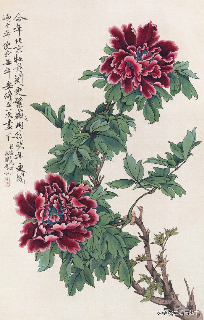 工笔牡丹和鸟白描图片欣赏,王道中工笔牡丹白描稿马蹄莲