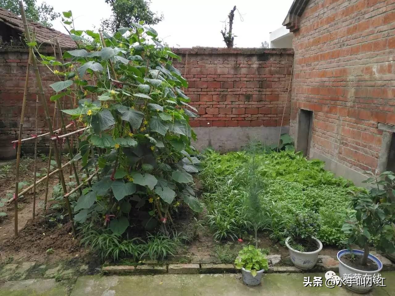 风语者scx,风语者后续