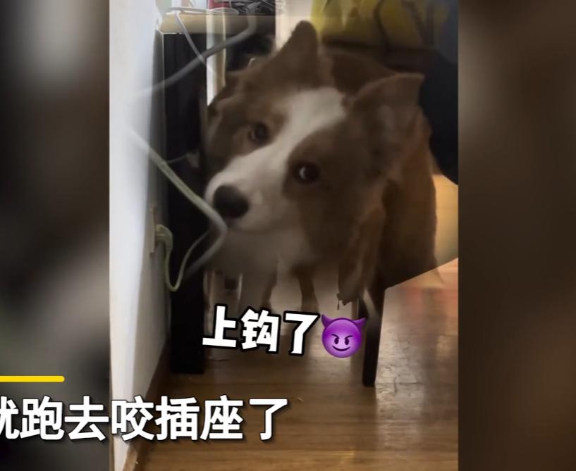 狗子喜欢咬数据线怎么办,狗子喜欢咬电线怎么办