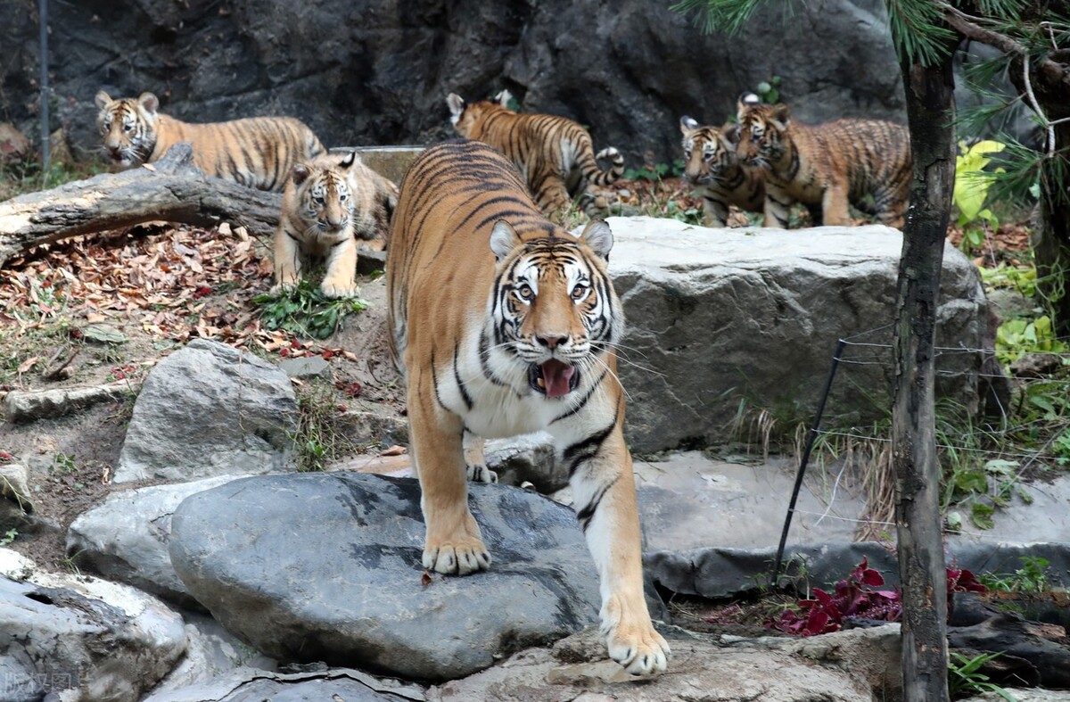 世界各国最稀有的国宝,100个国家国宝动物