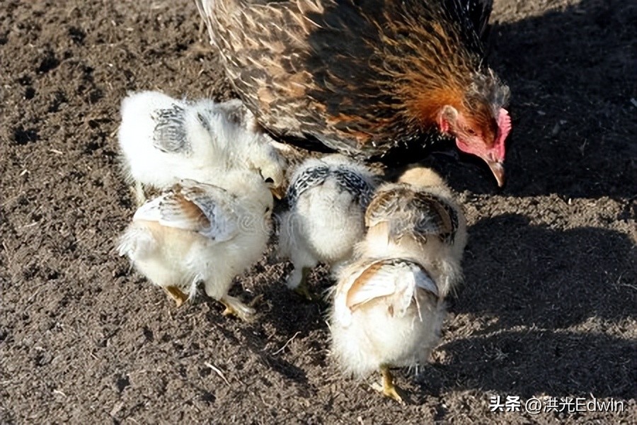 母鸡的蛋天天被拿走它不会生气吗,鸡蛋被拿走母鸡为什么不生气