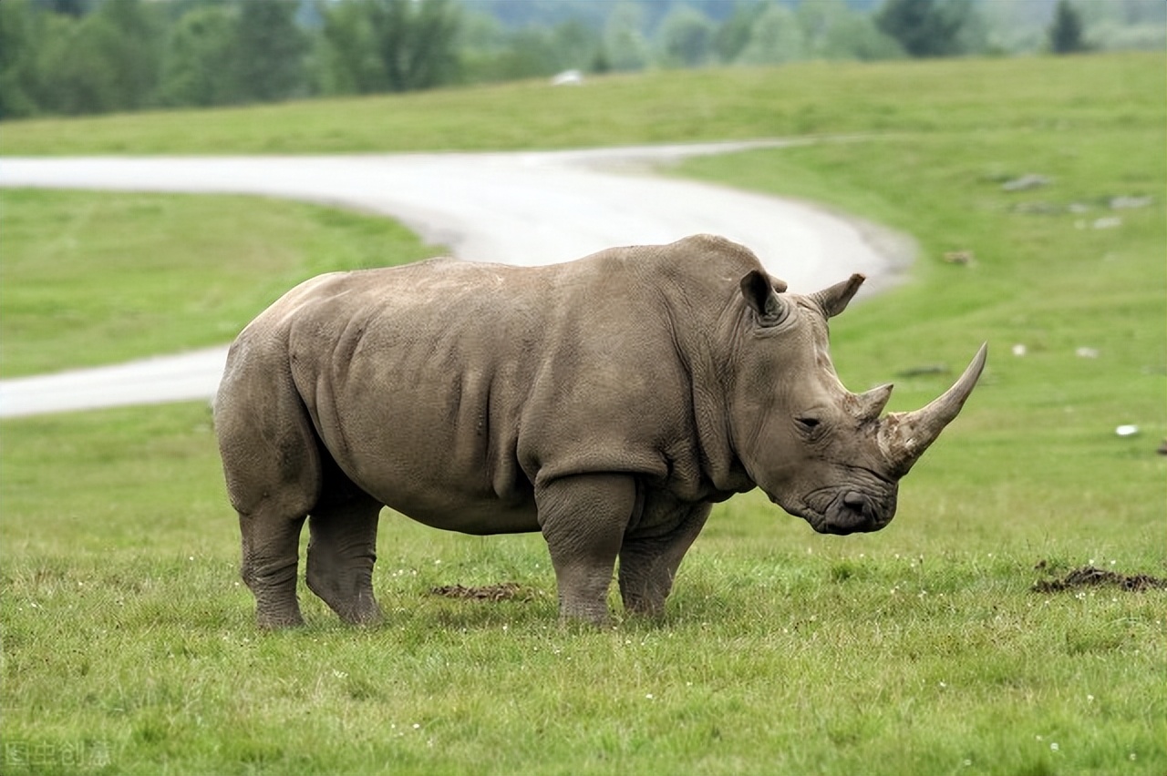 秉性奇怪的非洲犀牛