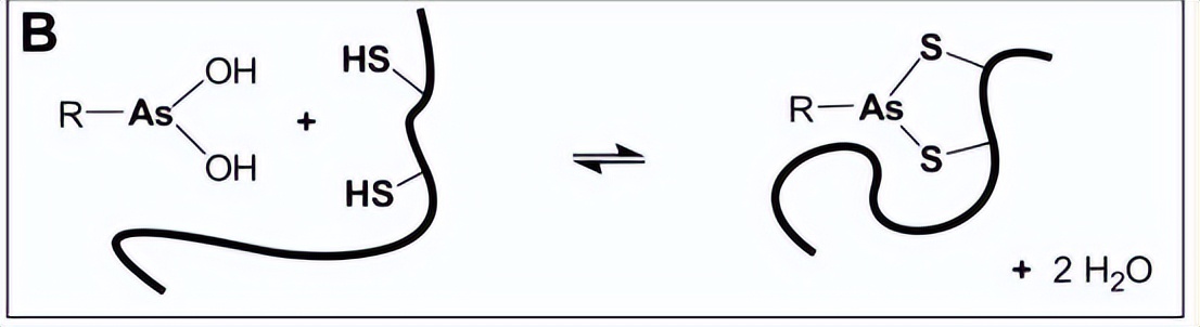 探究砷（III）物质在体外抑制氧化蛋白折叠应用