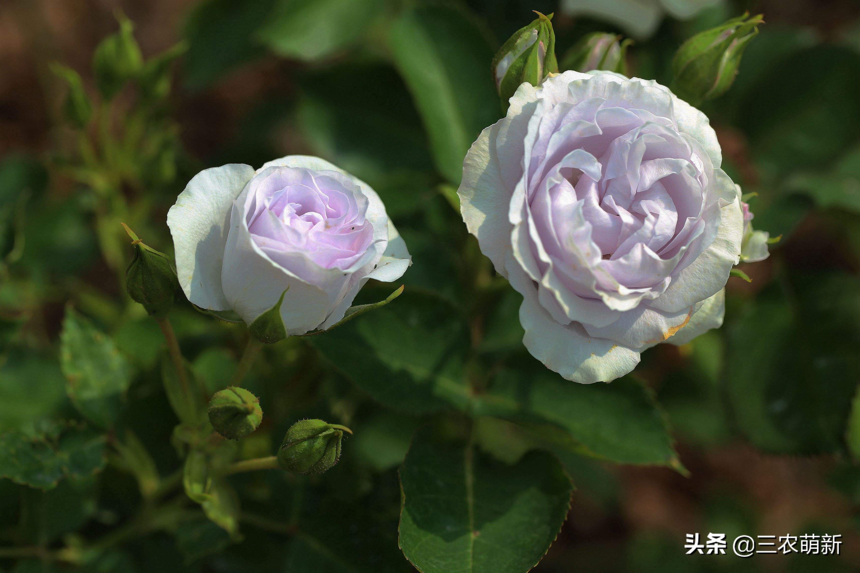 带你认识十种月季,介绍各种月季花的特点