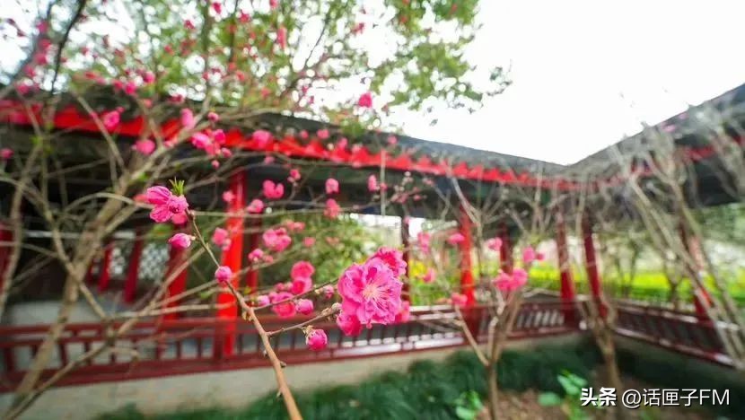 上海桃花节旅游攻略,桃花节推荐去哪里旅游