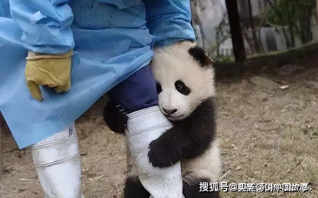 胖达在国外有多受欢迎?日本哭泣相送,比利时差点分裂?