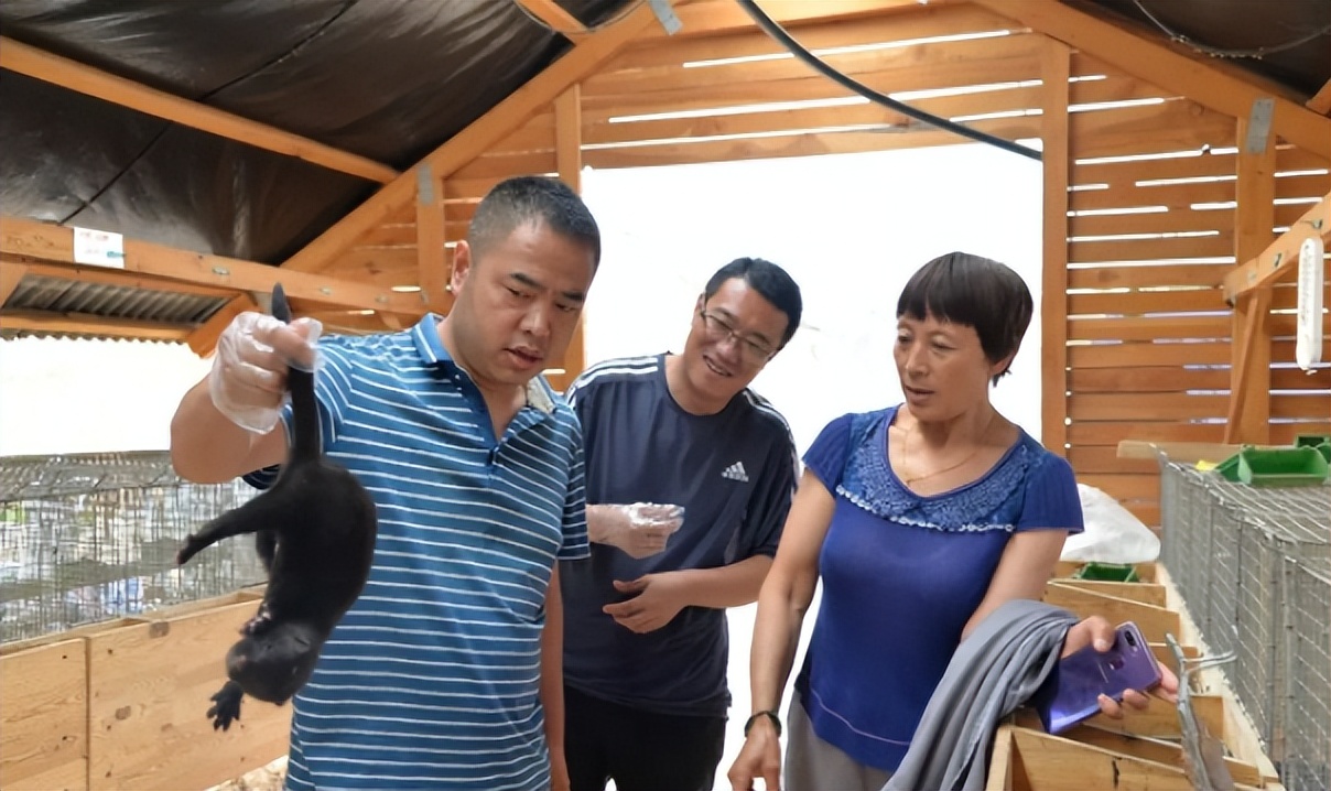 水貂养殖新技术,水貂皮草的养殖方法与技术