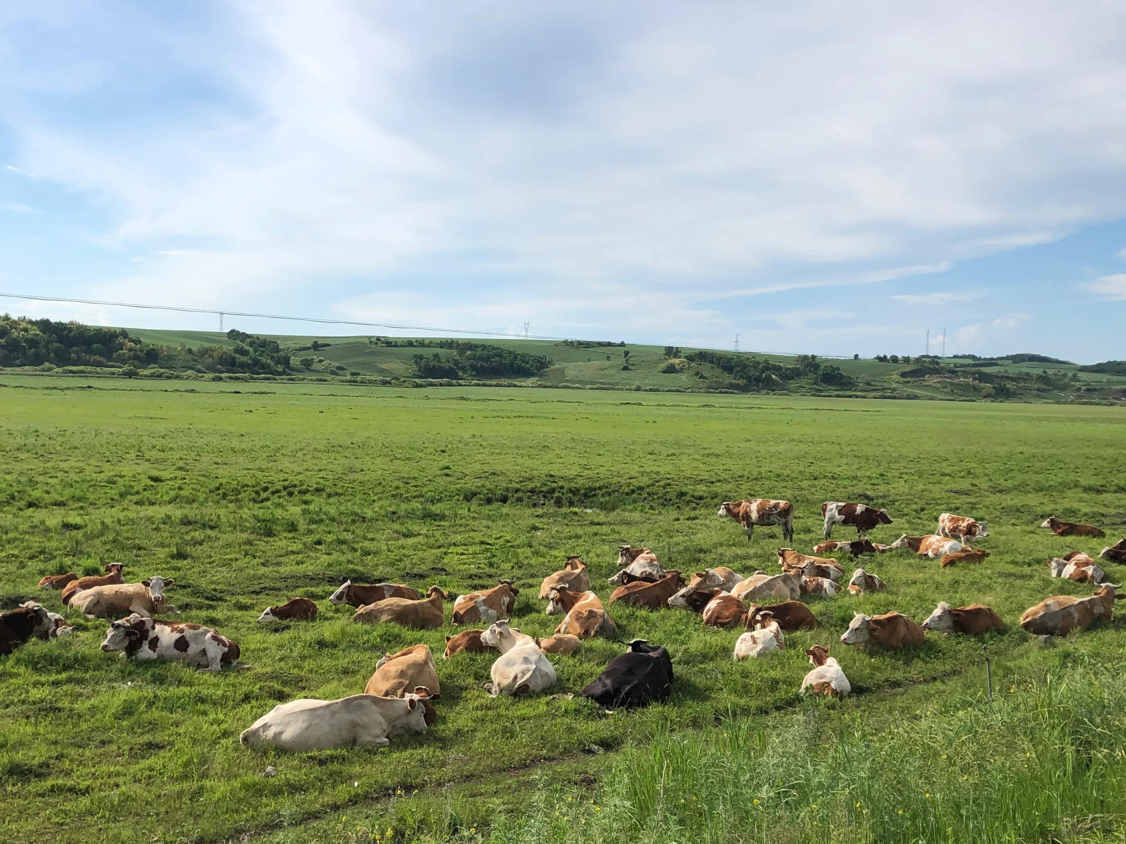 牛之道馅饼,牛之道特色